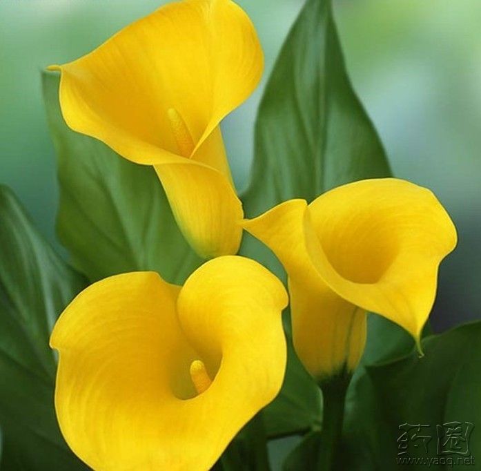 69 中药专区 69 这是真正盛开的花---最美花语  n04 :马蹄莲
