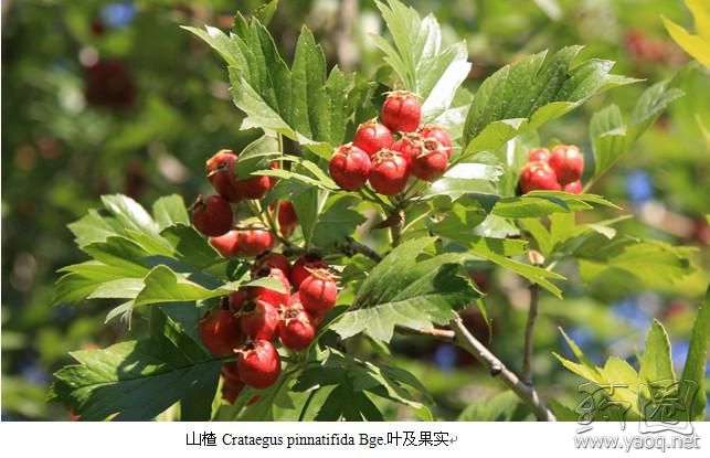 高时石材集团董事长