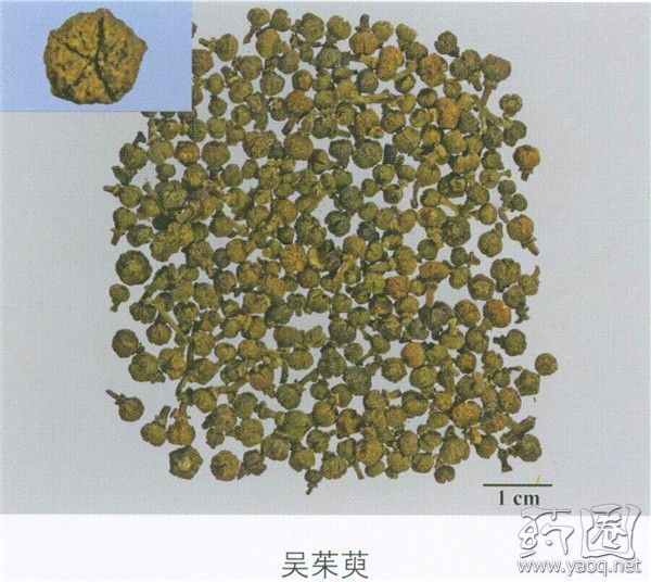 【执考版】每天最少学一味中药-吴茱萸