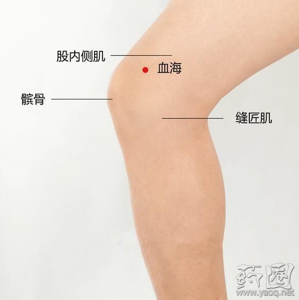 屈膝,在大腿内侧,髌底内侧端上2寸,当股四头肌内侧头的隆起处.